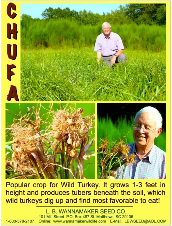 Chufa seed ad.