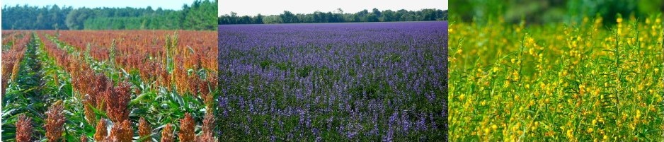 Composite photo of fields of sorghum, blue lupine, and partridge peas.