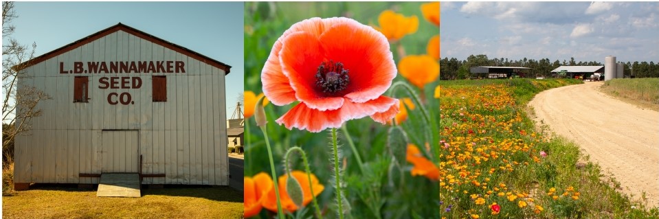 Old Wannamaker warehouse and poppies planted along a road.