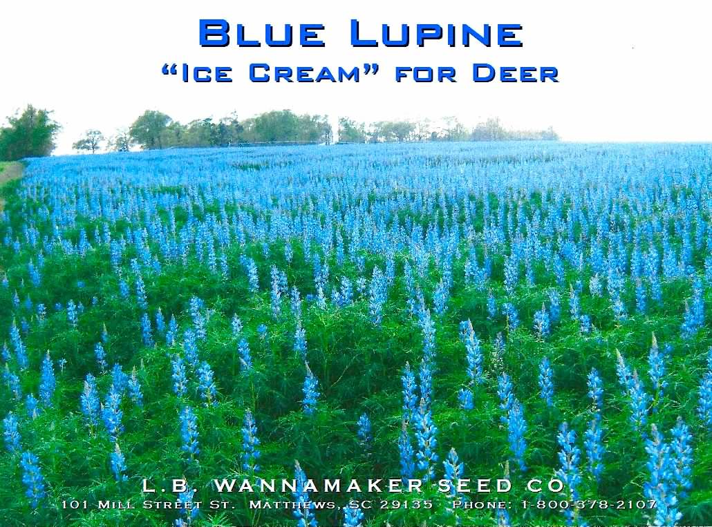 Blue Lupine seed ad.