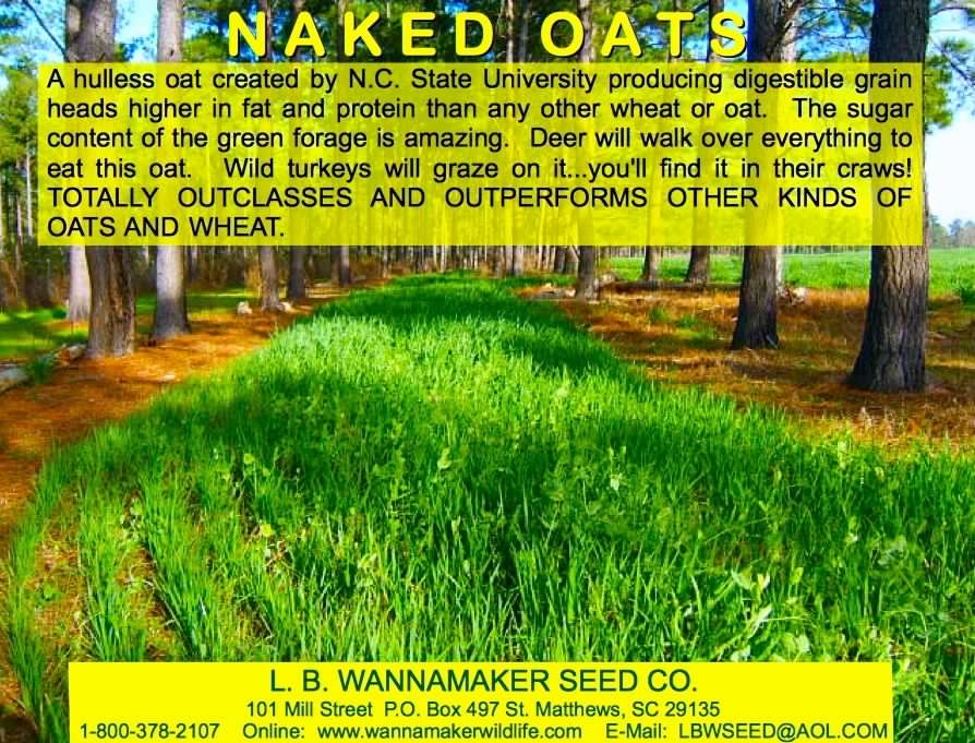 Naked Oats seed add.