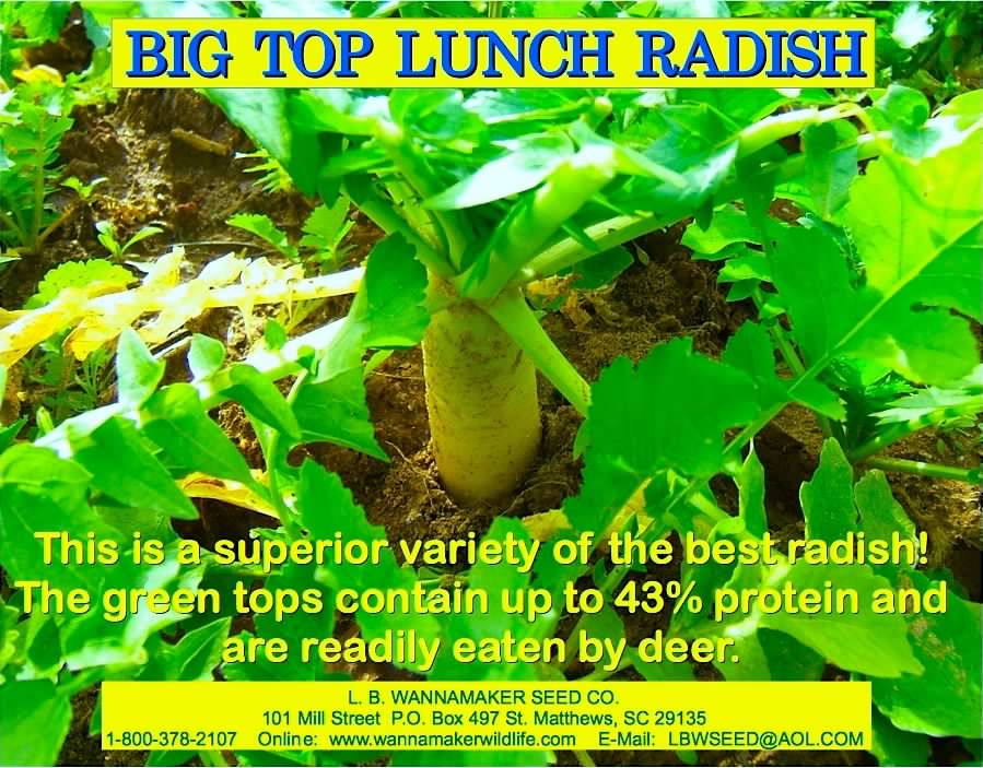 Big Top Radish seed ad.