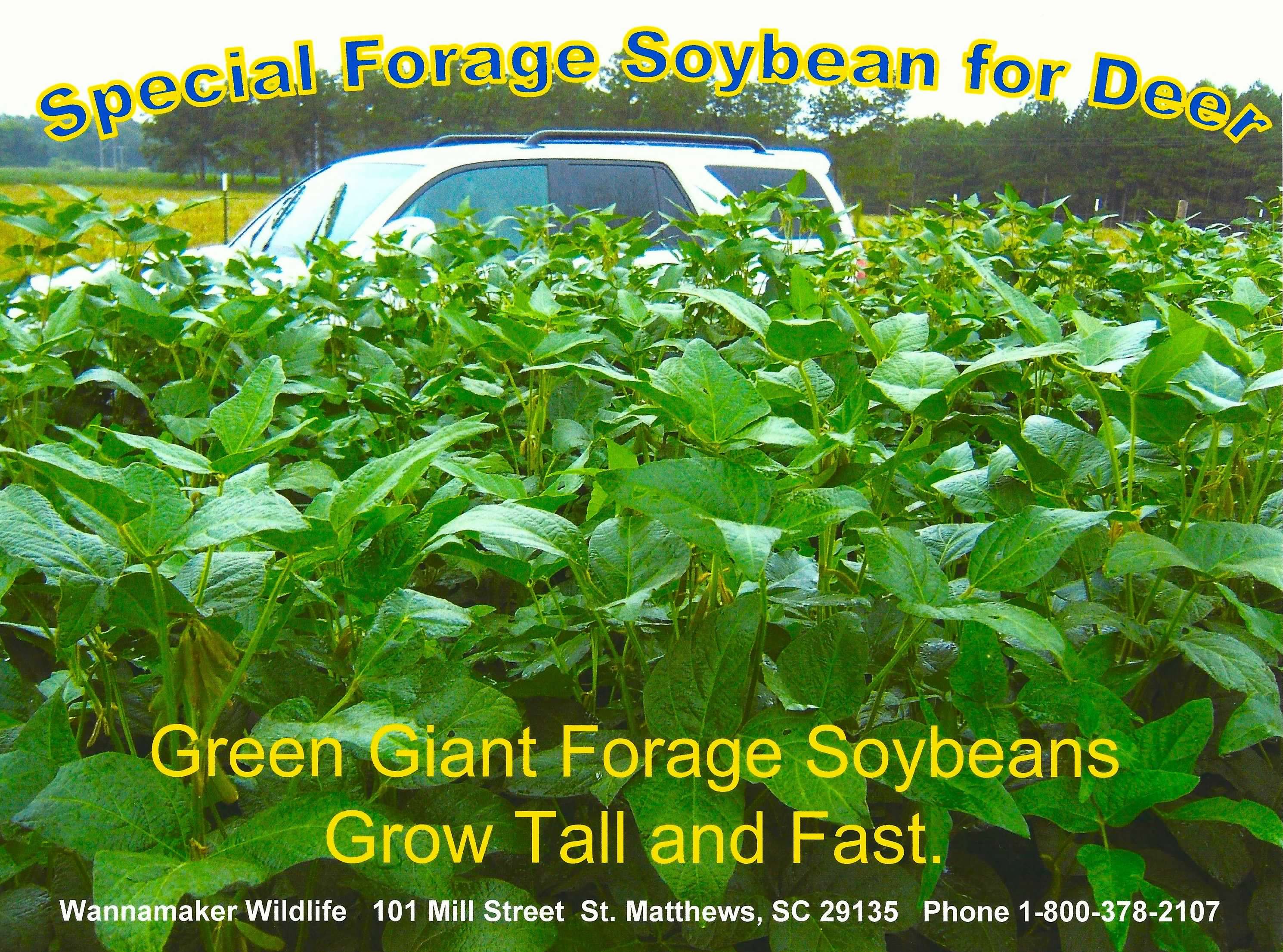 Forage Soybean seed ad.