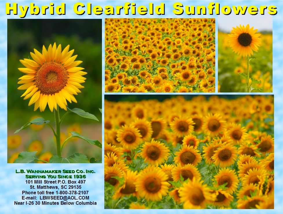 Hybrid clearfield Sunflower seed ad.